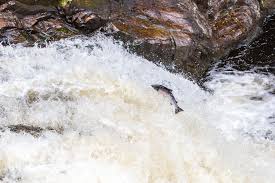 Salmon at Falls of Shin