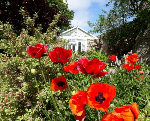 Poppies in Garden at Embo House